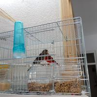 Coppia canarini Agata rosso intenso