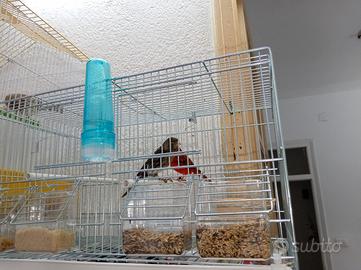 Coppia canarini Agata rosso intenso