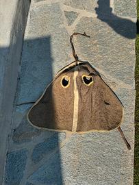 Copri occhi per cavallo militare