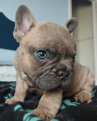 Bulldog francese