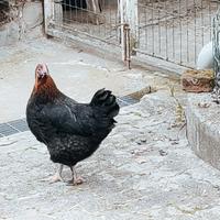 Gallina Marans