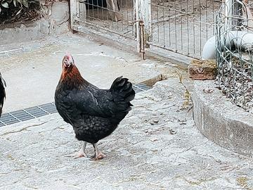 Gallina Marans