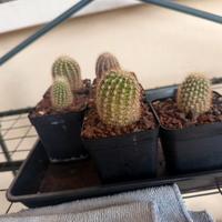 cactus, piante grasse 