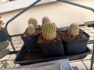 cactus, piante grasse 