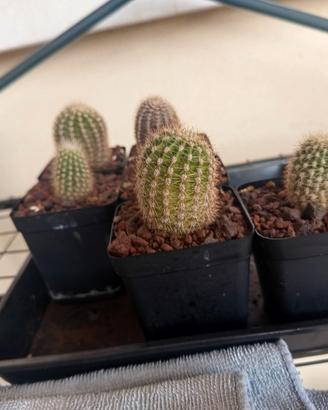 cactus, piante grasse 