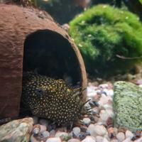 Tana di cocco per acquario o terrario