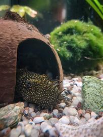 Tana di cocco per acquario o terrario