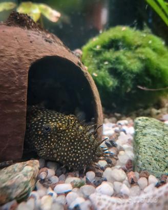 Tana di cocco per acquario o terrario