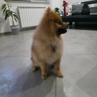 Spitz pomerania per accoppiamento