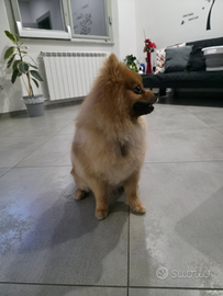 Spitz pomerania per monta