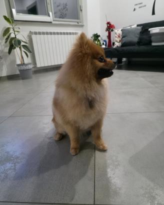 Spitz pomerania per monta