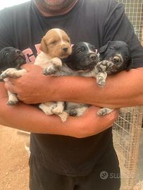 Cuccioli epagneul breton