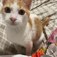 Adozione gatto di 4 mesi
