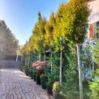 Carpini piramidali 25/30 cm circonferenza