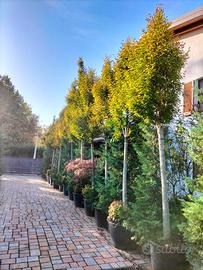 Carpini piramidali 25/30 cm circonferenza