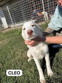 Cuccioli di taglia grande da salvare 