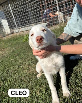 Cuccioli di taglia grande da salvare 