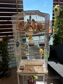 Gabbia e uccellini