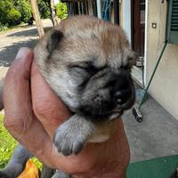 Cuccioli di Shiba Inu (con pedigree enci)