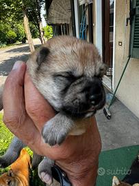 Cuccioli di Shiba Inu (con pedigree enci)