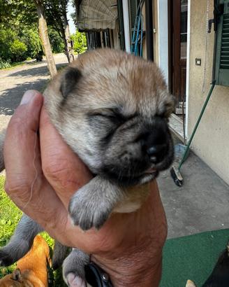 Cuccioli di Shiba Inu (con pedigree enci)