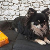 Chihuahua fattrice