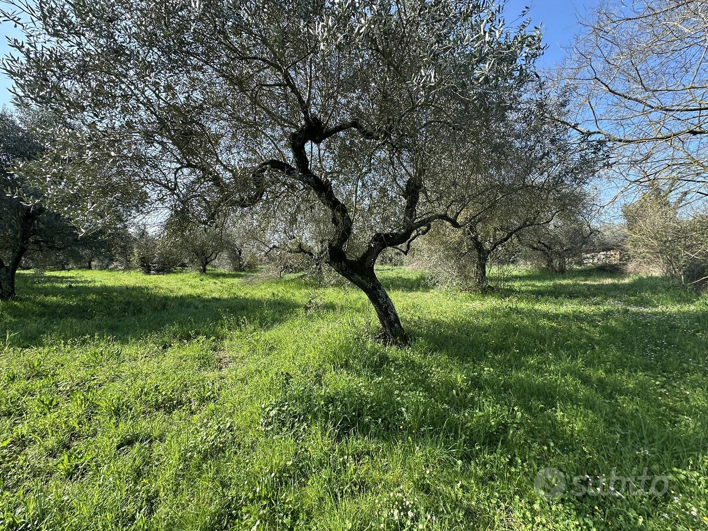 Terreno Agricolo Castel Sant'Elia - Vista 3