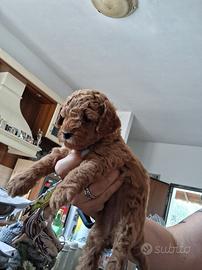 Cuccioli di Barboncino