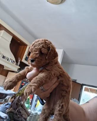 Cuccioli di Barboncino