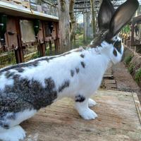 Pezzata gigante con 2 cuccioli