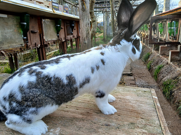 Pezzata gigante con 2 cuccioli