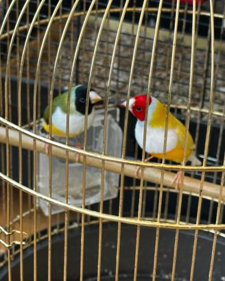 Diamanti di Gould coppia