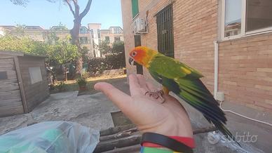 Conuro del sole allevato a mano