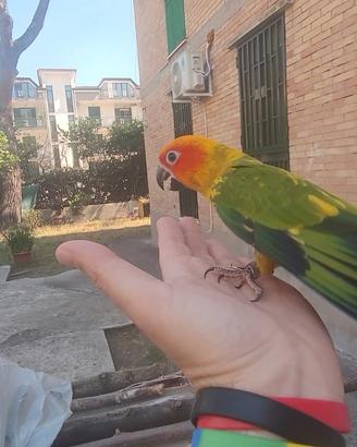 Conuro del sole allevato a mano