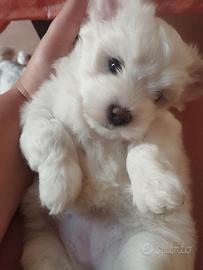 Maltese