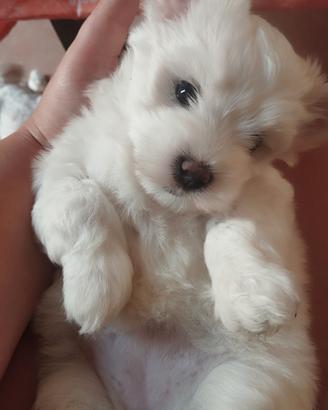 Maltese