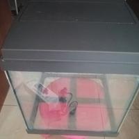 acquario per pesci tropicali 