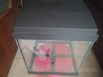 acquario per pesci tropicali 