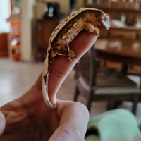 Vendita baby e adulti gechi cilatus