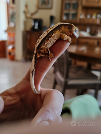 Vendita baby e adulti gechi cilatus