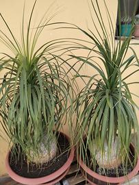 splendite piante mangiafuoco di 25annni 