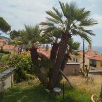 pianta grassa Chamaerops humilis