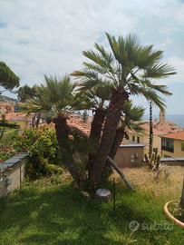 pianta grassa Chamaerops humilis