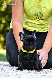 Bouledogue francese femmina