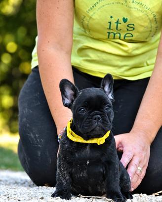Bouledogue francese femmina