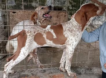 Bracco italiano cucciolo