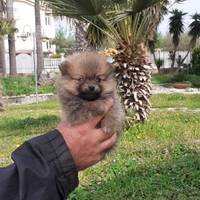 Volpino di Pomerania