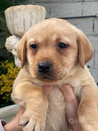 Cuccioli di Labrador retriever con Pedigree Enci