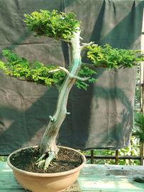 Prebonsai Chamaecyparis Obtusa "Hinoki"
