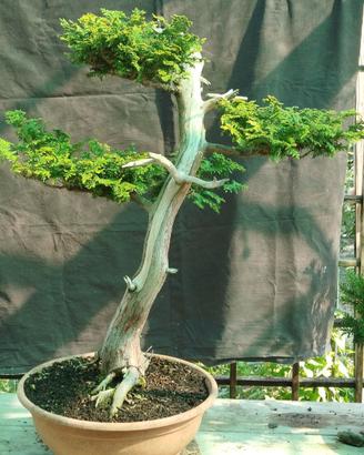 Prebonsai Chamaecyparis Obtusa "Hinoki"